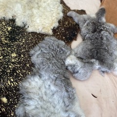 sky harbor prod cranes songslifestyle