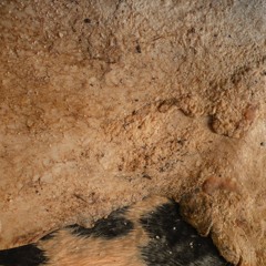 protectively. project with Conceria Presot and Politecnico Milano