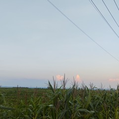CHÂN TÌNH LỆ QUYÊN BẢN FULL