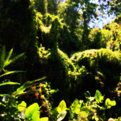 全家鮪魚三角飯糰