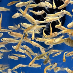 all circuits are busy