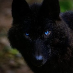 RBK SOMNANBULE FREESTYLE WOLFLABS