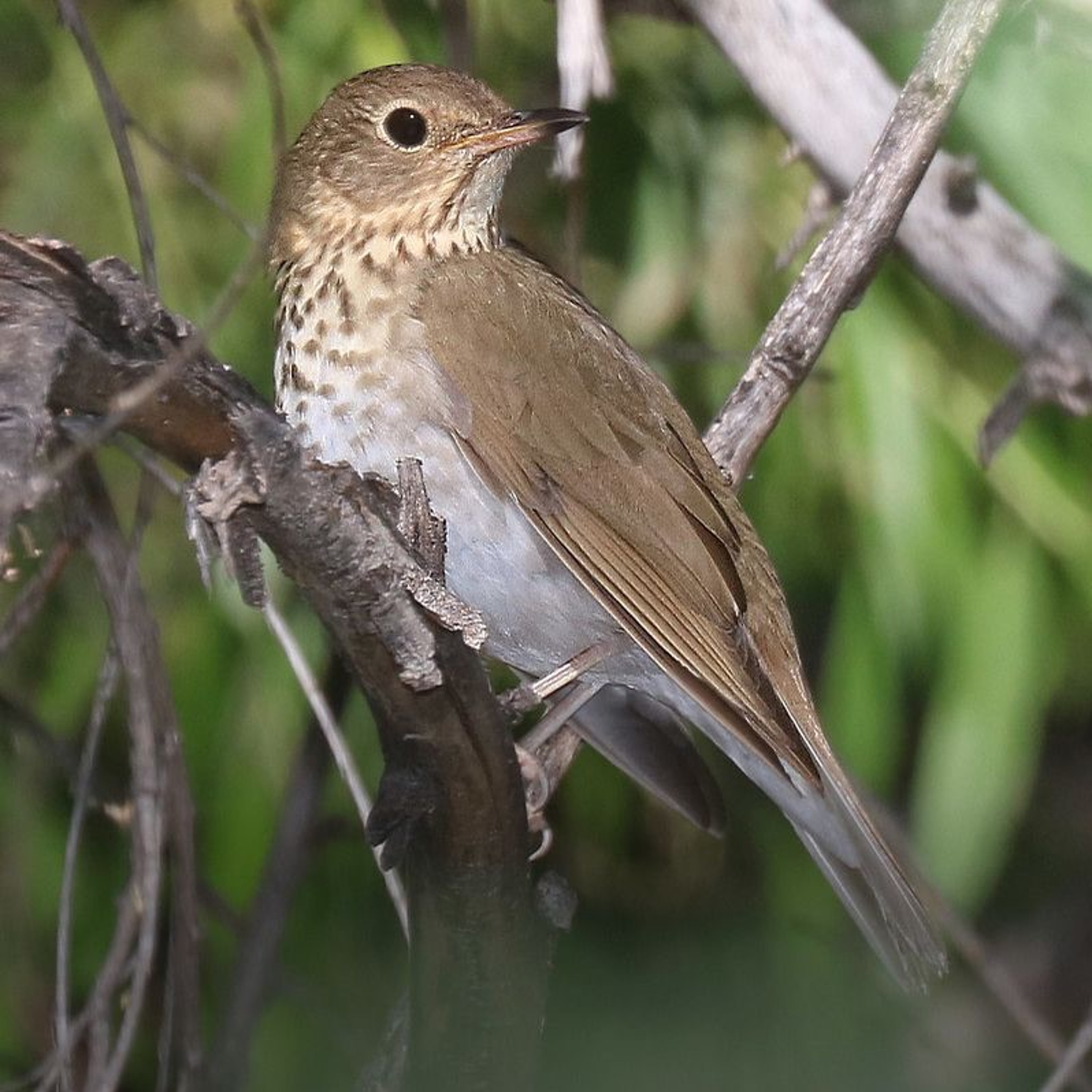 Swainson's Thrush, Catharus ustulatus episode artwork