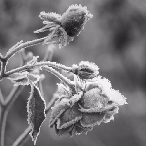 Winter Flowers