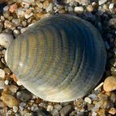 Le crotoy, marche sur les coquillages