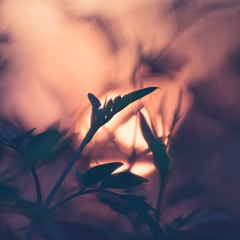 Bliss Looper, Equanimous - Samadhi