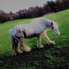 Spirit Horse