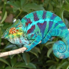 Chameleon.m4a