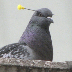 Pombo Rasante