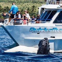 Review Special Price From Maalaea: Whale Watching Tour Aboard The Quicksilver