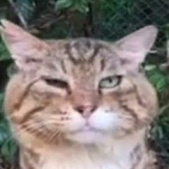 Смешарики Фонк