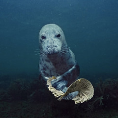 Shmacked (Prod. Dee B)