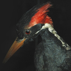 Woodpecker