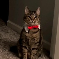 Dine In (prod. stillwaters)