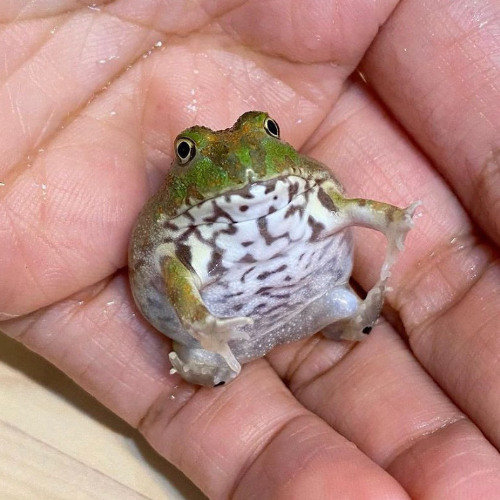 Froggy Fountain
