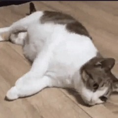 BishBattle 3 - Rizz Radio