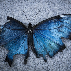 🦋Ulysses - AFTER 6, Afterlife Inspired Mix (08 - 2020)