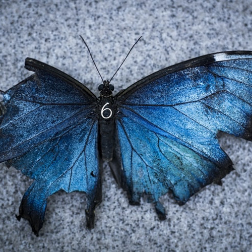 🦋Ulysses - AFTER 6, Afterlife Inspired Mix (08 - 2020)