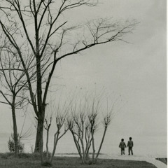 kendinin ağacı/ seyyidhan kömürcü