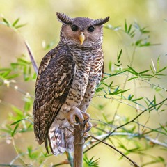 Spot-bellied Eagle-Owl (Bubo Nipalensis)
