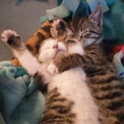 EAT BABIES? - none of the ninja's are here tonight