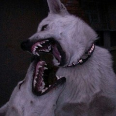 i dont know why i bite (snipp)