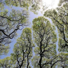 28/100 ~ Tree Branches