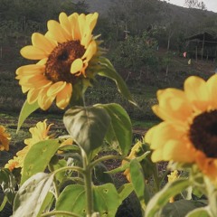 i would rather live alone (iv of spades)