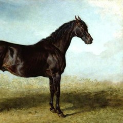 Medieval Horses