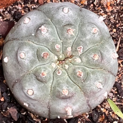 M.Nelson Comanche NAC - 02