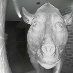 cow is calling!