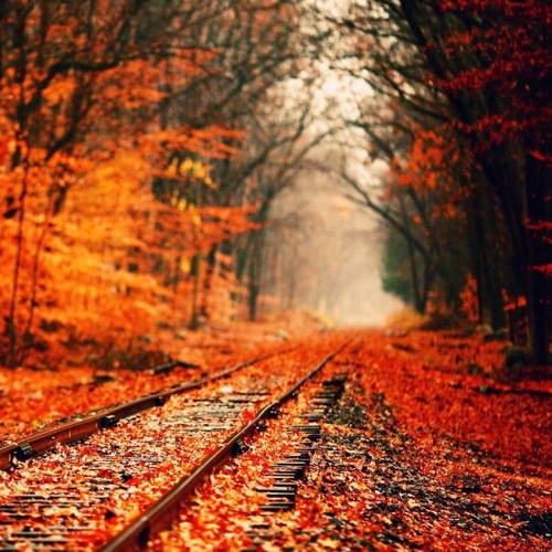 They Don't Want To Be Free