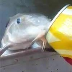 set Psycore - Gavili -