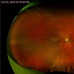 princess lizard mix 1