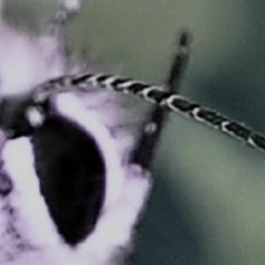 A Butterfly I-Prelude