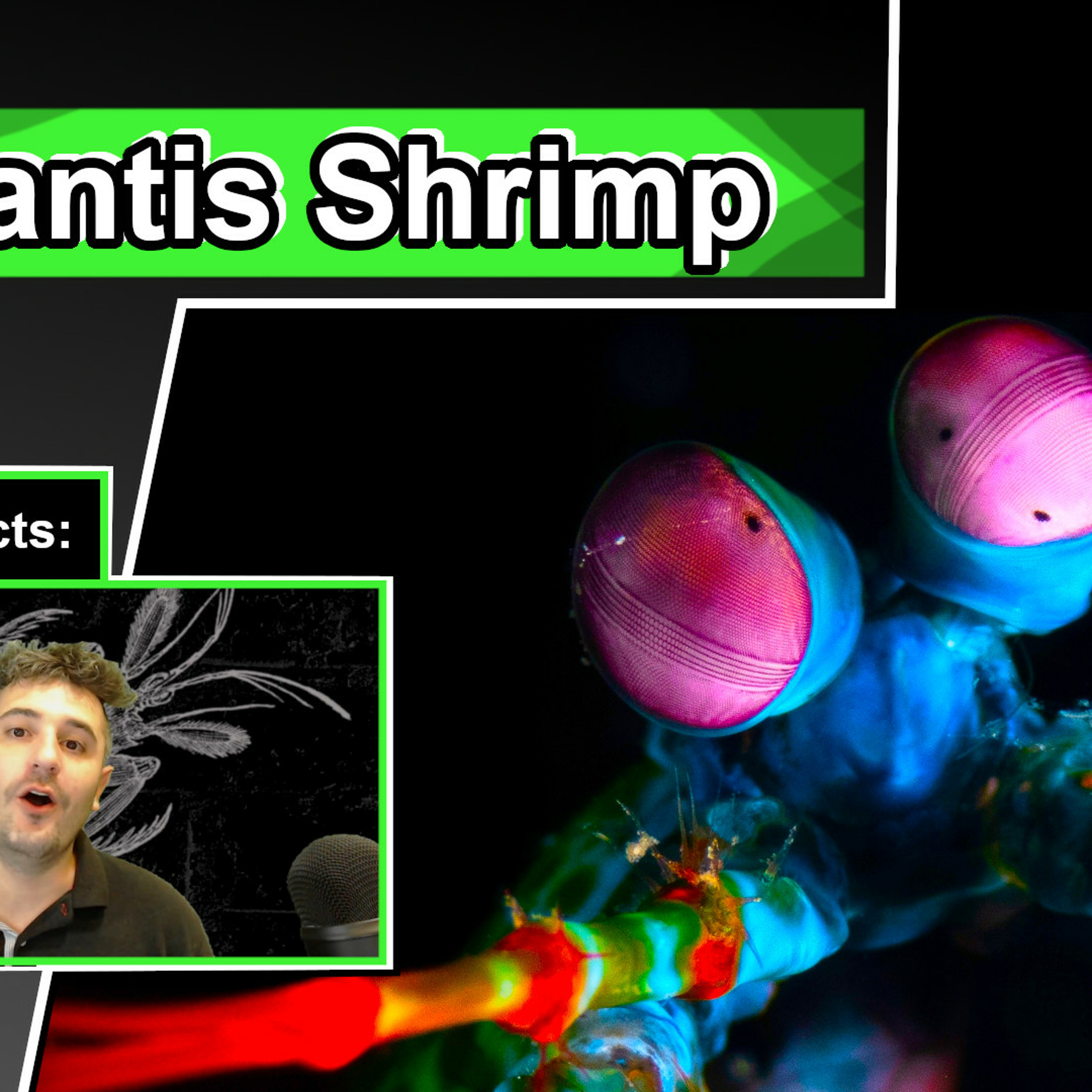 Mantis Shrimp Facts | Animal Facts about Mantis Shrimp Mantis Shrimp Facts | Animal Facts about Mantis Shrimp