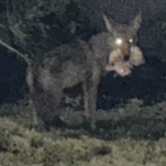 L2C1D prod. kudaxyahweh