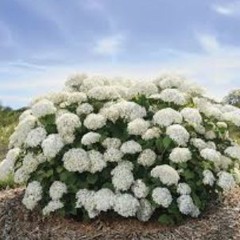 *Free* - Brent Faiyaz x Miguel Type Beat ~ Water