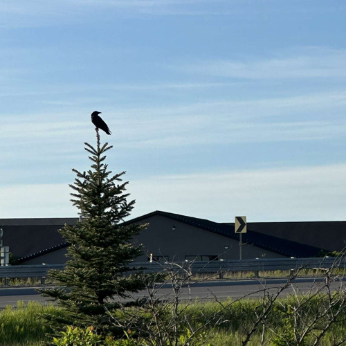 New Amsterdam Pink Whitney Minimix Vol. 2 (READ DESC)