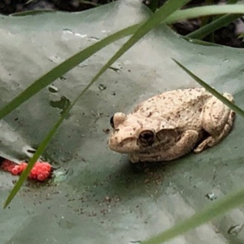 Frogs Aren't Real