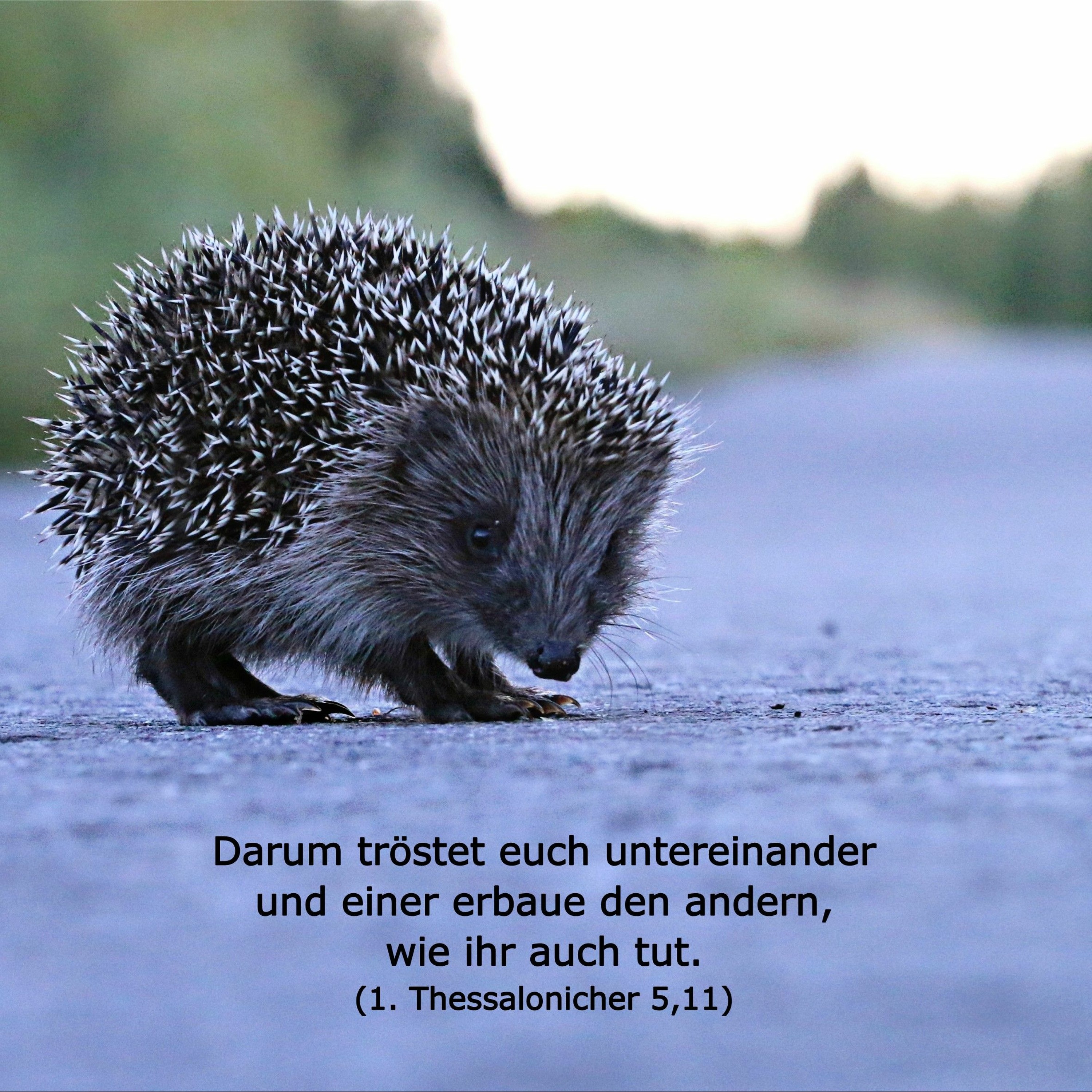 In einem Jahr durch die Bibel