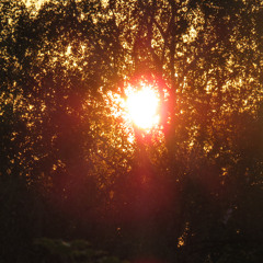 shine