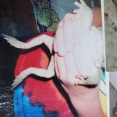 Go Fuck Ur Self - 11:6:24, 6.40 PM