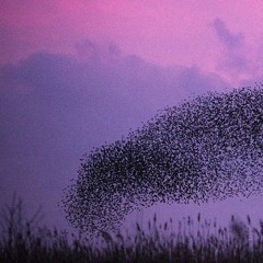 Cielo veneno morado