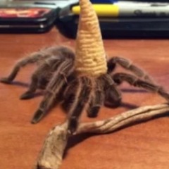 Tarantula wizard boss battle theme