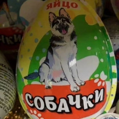 яйцо собачки