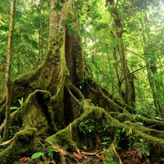 The Earth The Air The Fire The Water-  Chaya'n Songs