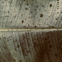 Martin Omelka/Galo Llorente - Live At Berklee Studios