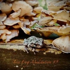 Tree Frog Meditation #9
