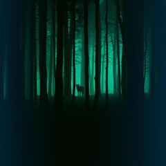 Promenons-nous dans les bois